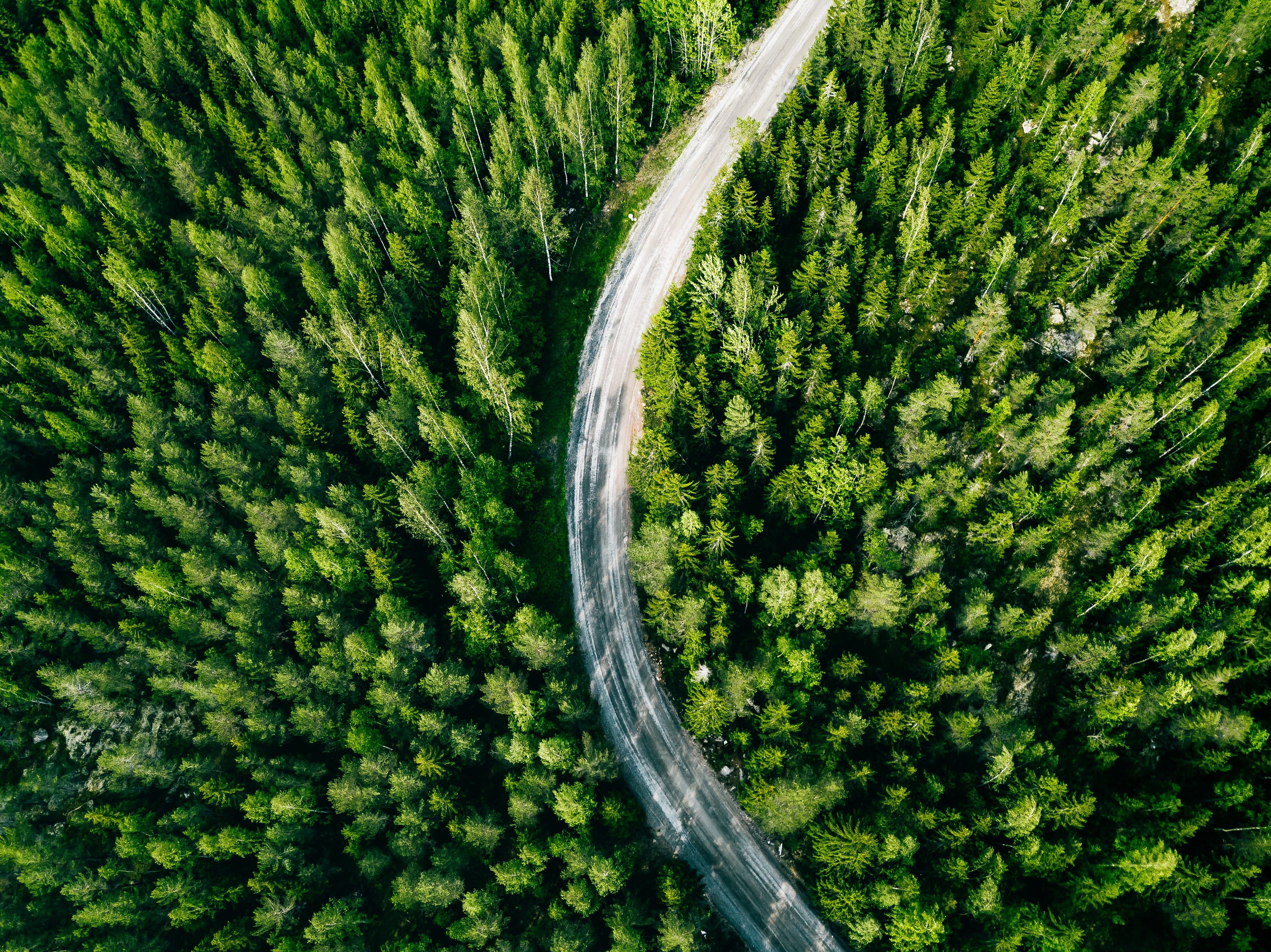 Luftaufnahme einer kurvenreichen Waldstraße, umgeben von dichten, grünen Tannenbäumen